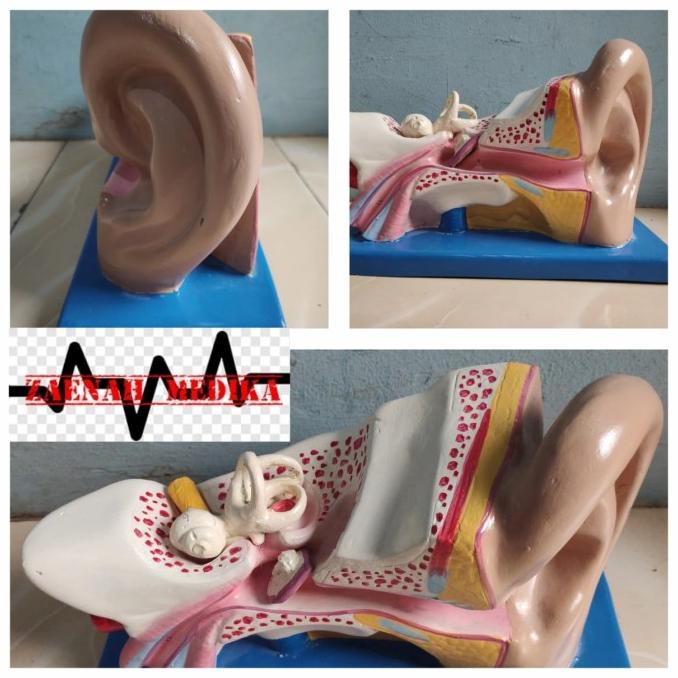 Phantom Manikin/Manekin/ Manikin Model Kuping