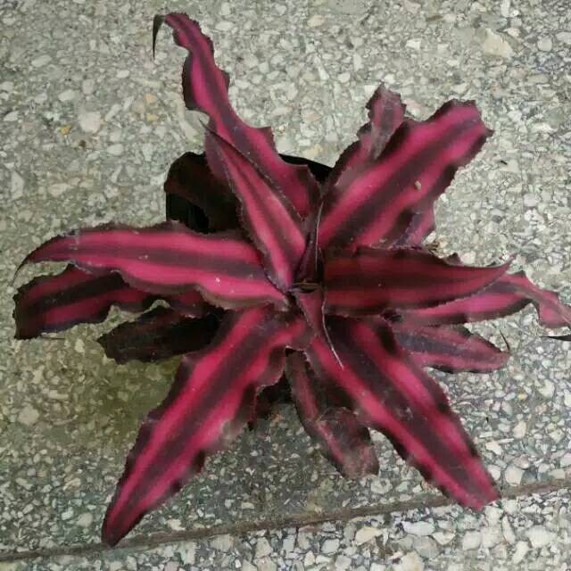 Tanaman kriptantus  - Cryptanthus Bivittatus - Tanaman Bunga Bromelia Mini BERGARANSI