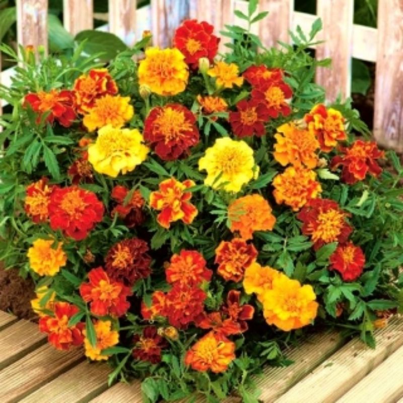 benih BUNGA MARIGOLD FRENCH PETIT MIX isi 3 biji - bibit bunga marigold perancis