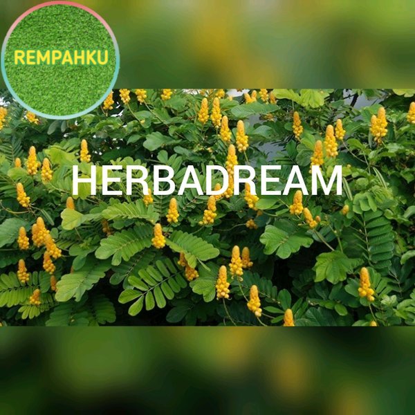 

DAUN KETEPENG CINA KERING 1 KG - Senna Alata - MURNI - JSR - REM