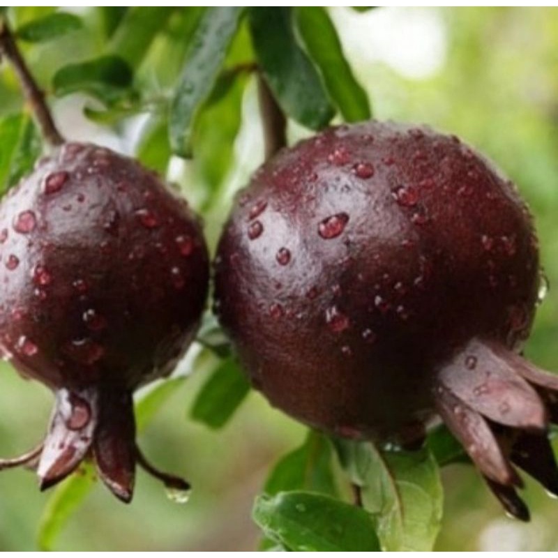 Pohon Buah Delima Hitam Bibit Tanama  Pohon Buah Delima Hitam