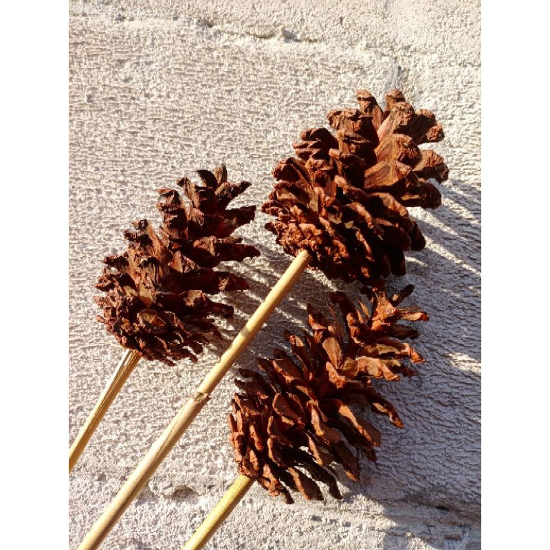 Bunga Pinus Kering/ Pinus