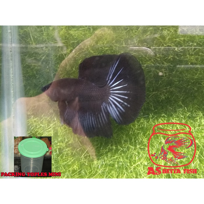 Betta Splendens - Cupang Hias Halfmoon Black