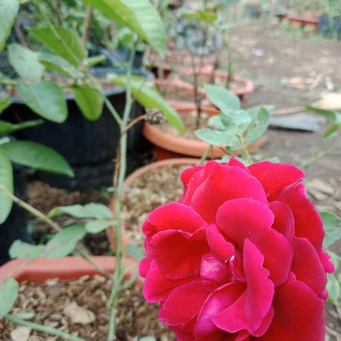 Ada Bibit Tanaman Hias Bunga Mawar Merah Pohon Bunga Mawar Merah Murah Shopee Indonesia