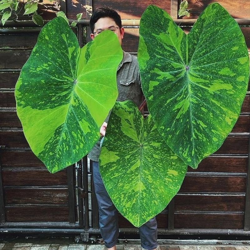 Tanaman hias Colocasia midori sour