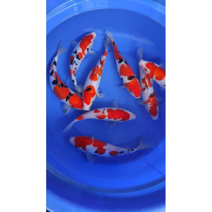 kohaku sanke doitsu 8 ekor