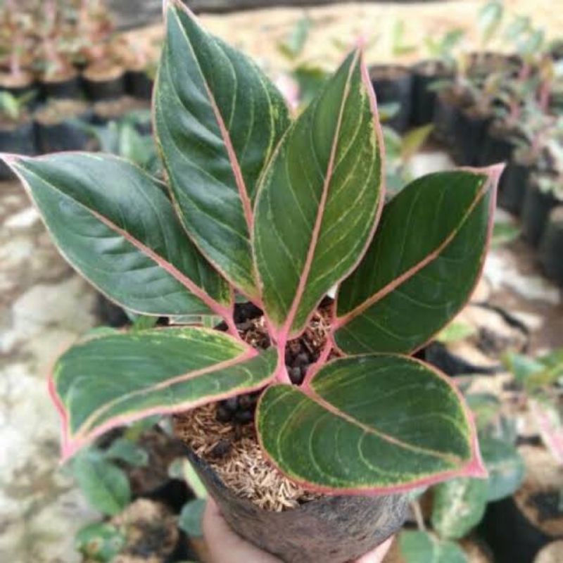 aglonema lipstik classic / aglonema lipstik pink