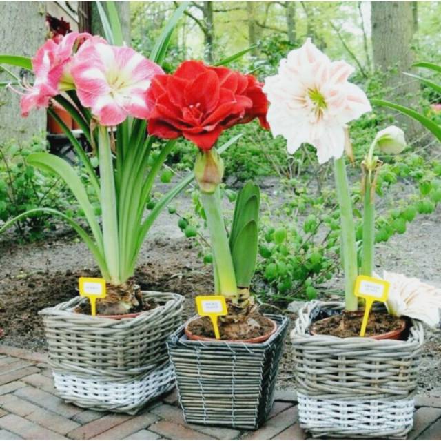 Benih Bunga Lily Barbados - Amaryllis