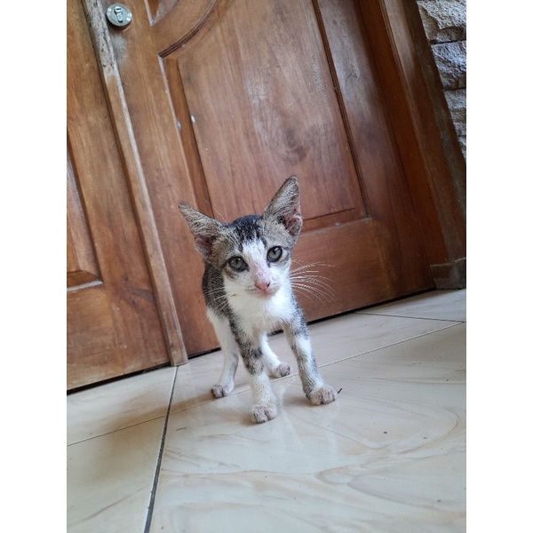 kucing lokal
