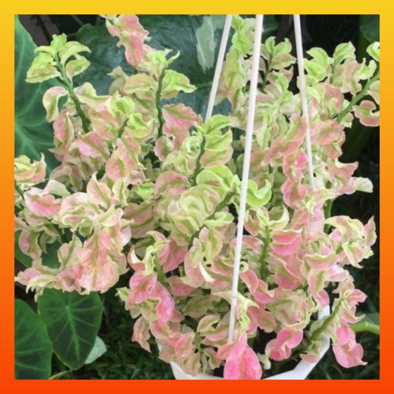 Tanaman Hias Gantung Patah Tulang Variegata Bunga Gantung Keriting Kriwil