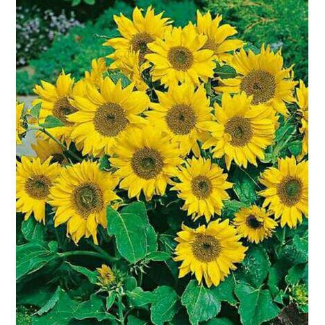 Benih Bunga Matahari / Bibit tanaman bunga matahari #_*