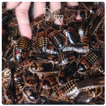 kecoa dubia paket indukan ( 2 jantan dan 6 betina)