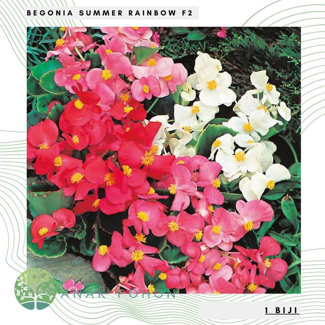 Benih / Bibit / Biji - Bunga Begonia Summer Rainbow F2 Seeds - IMPORT (10 biji) ANPN62 Segera Beli