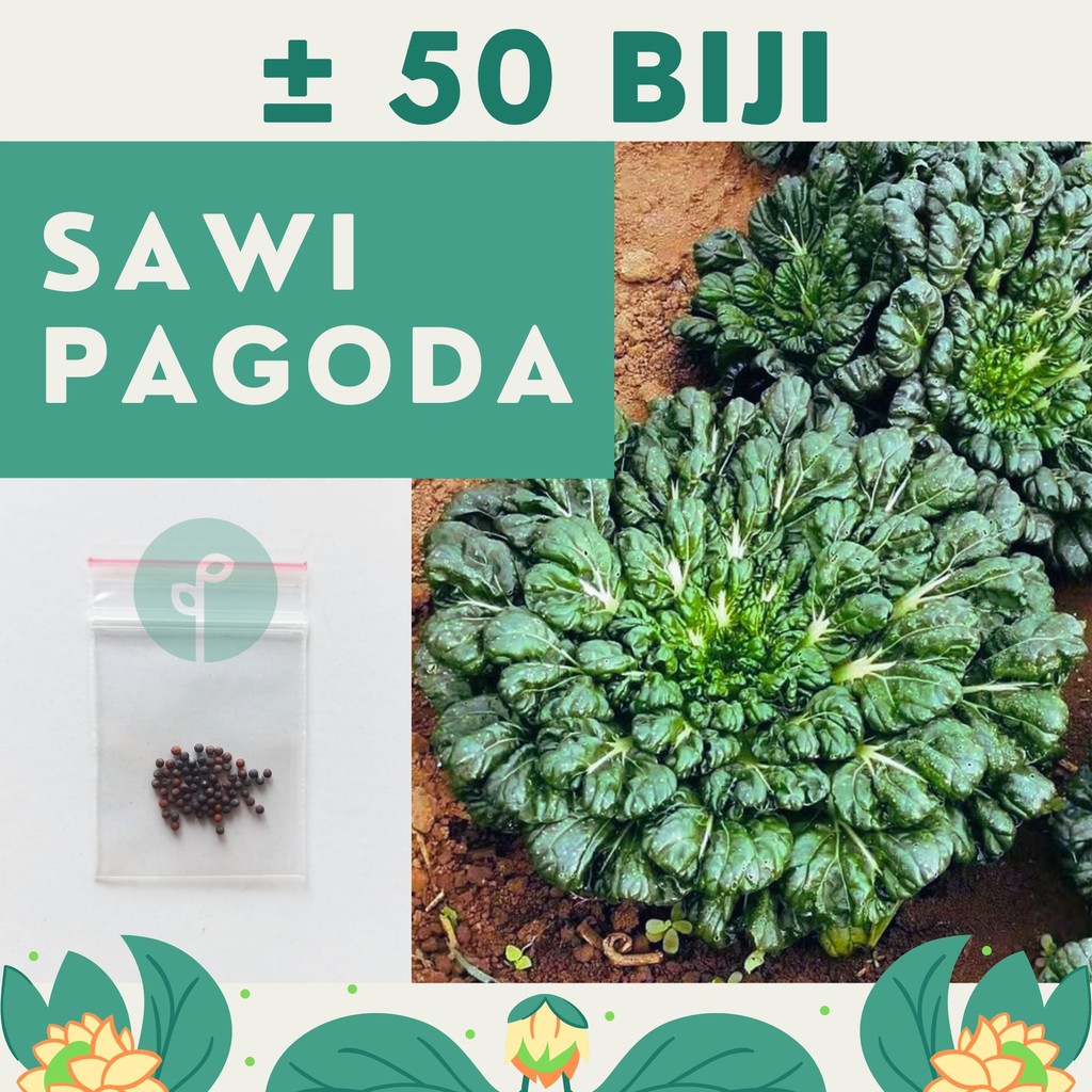 Bibit Sayuran Benih Sayur Paket Lengkap Hidroponik Kangkung Bayam Cabe Sawi Selada Terong Tomat dll-SAWI PAGODA
