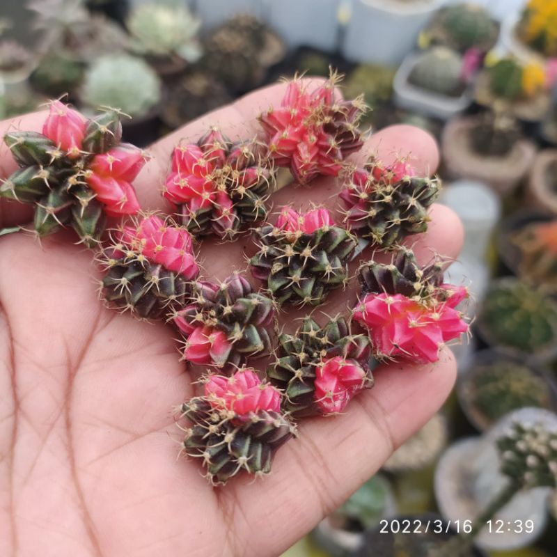 gymno miha varigata dari biji