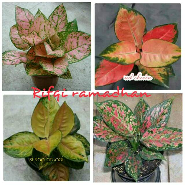 Bibit bunga  aglonema  paket 4 batang lady valentine red 