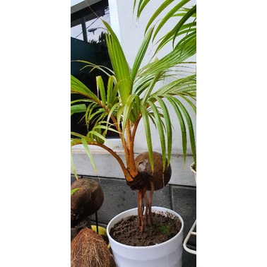 Bonsai Kelapa (bonkla)