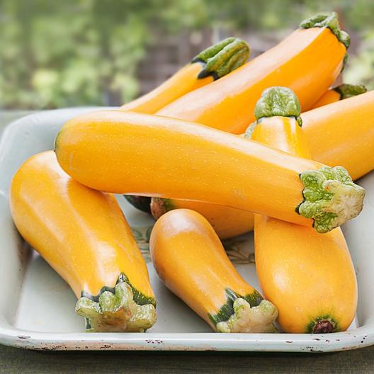 Bibit Benih Biji Zucchini Kuning Gold - Golden Zucchini Summer Squash