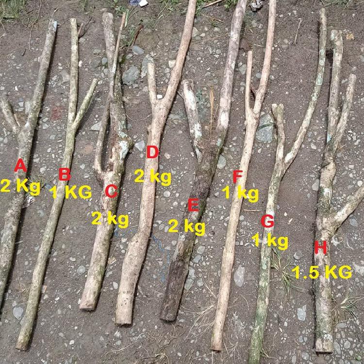 【TOPSELLER】 Batang Kopi Media Tanam Anggrek & Tanaman Lainnya | Toko Hasil Hutan