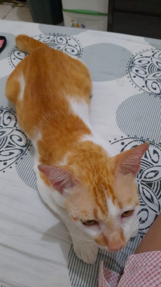 Comfortclothes9 -[ Real Pict] Atasan Batik Wanita Luna Top Seragam Kantor Lengan Pendek Ld 96cm