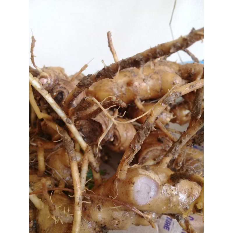 Rimpang bangle .panglai hitam temu ireng segar 1kg