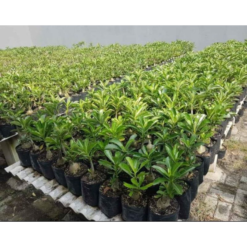 BIBIT ADENIUM TUMPUK BONGGOL BESAR