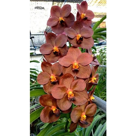Anggrek Vanda hybrid ( sanderiana var.albata brown )