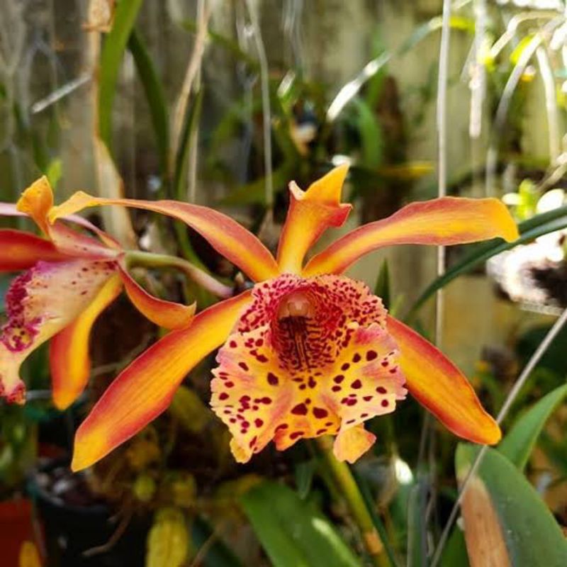 Cattleya mcv. frances fox 'sunspots'