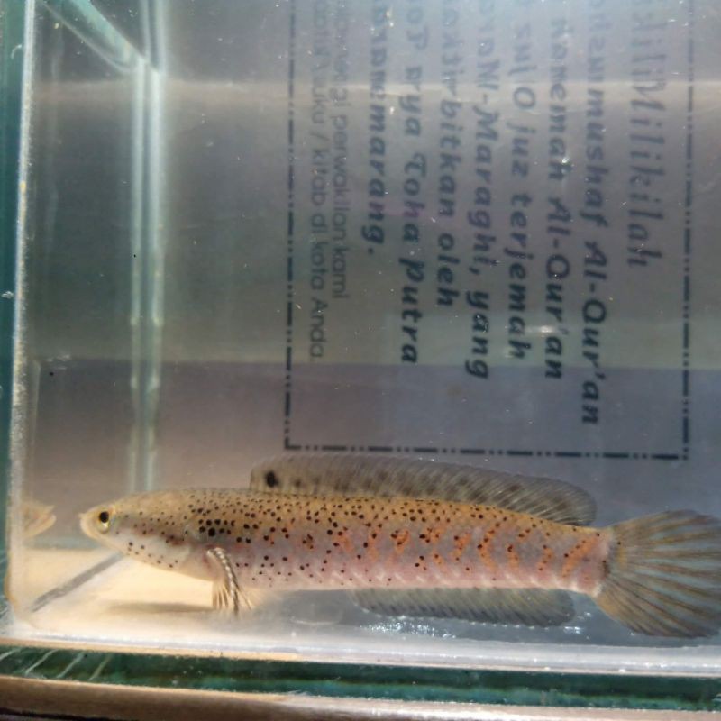 

Ikan Chana Pulchra