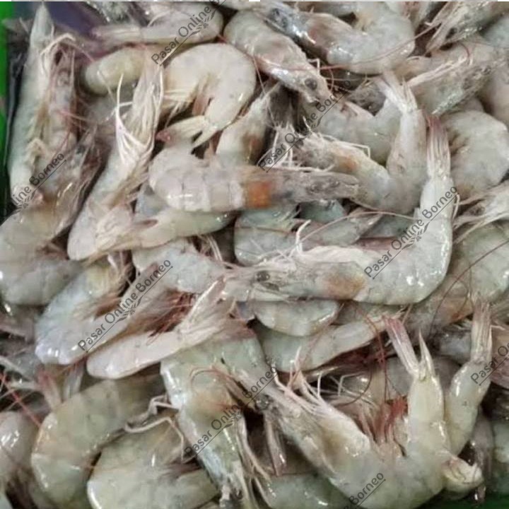 

Udang Fresh 500 Gram Utuh