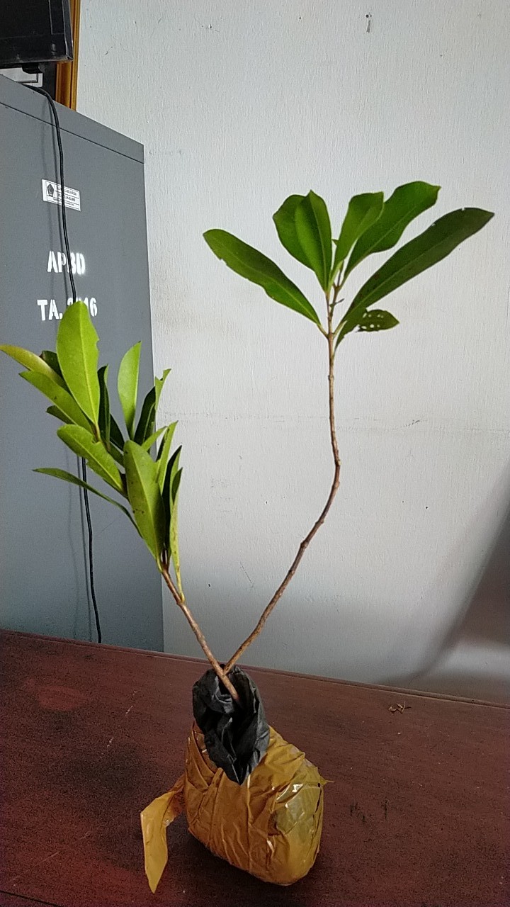 Bibit Buah Juwet Hitam