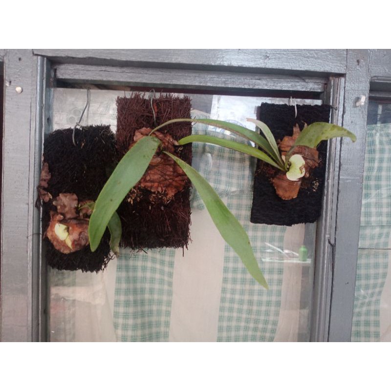 platycerium blue boy