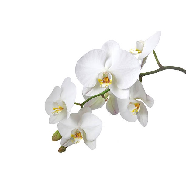 Parfum Ruangan Aroma Reed Diffuser Aesthetic Merk Josmine-ORCHID