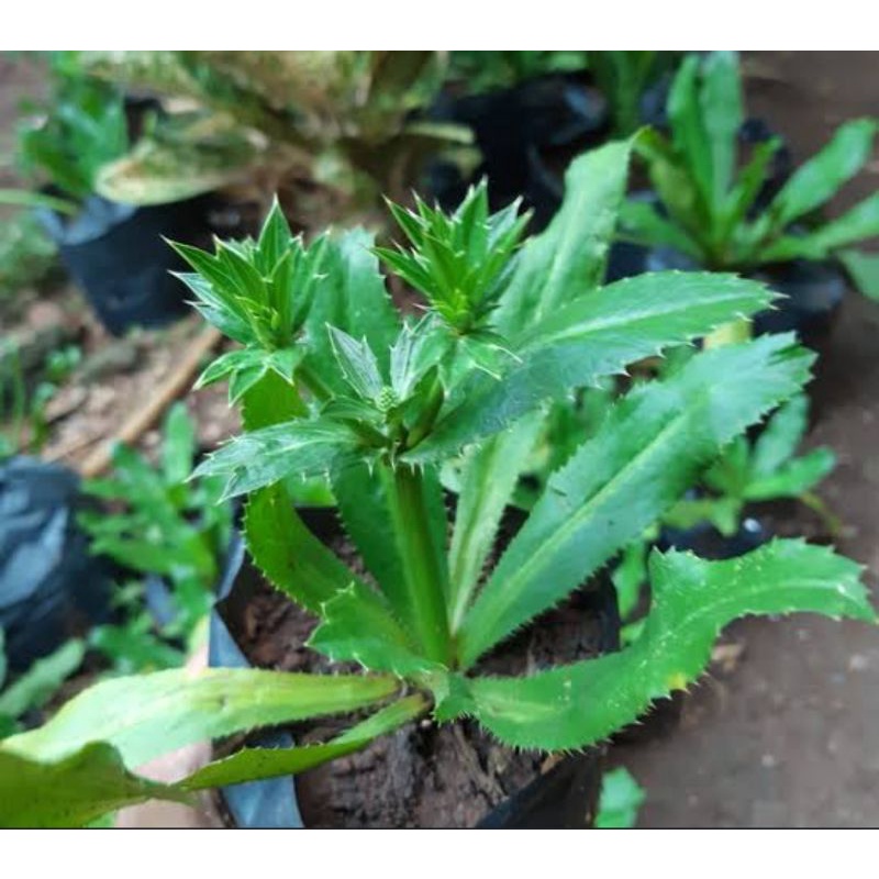 Bibit tanaman walang sangit/Pohon daun walang sangit/Bahan campuran umpan