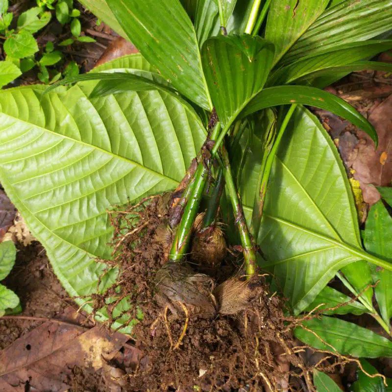 

paket hemat 12 bibit betara - bibit pohon pinang betara varietas unggul . super genjah / cepet