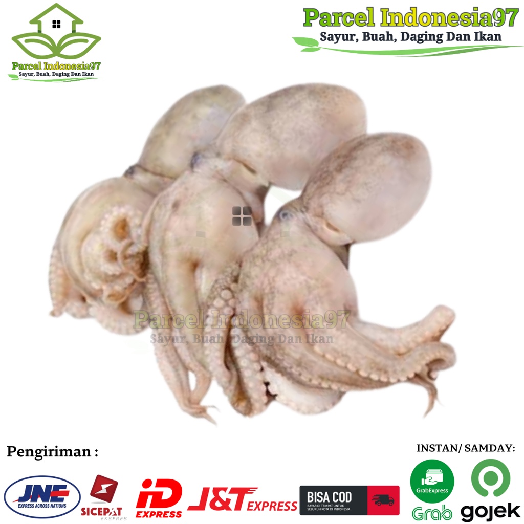 

Baby octopus / baby gurita segar pasar murah