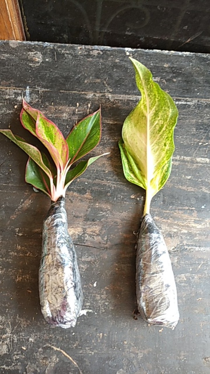 Bibit Aglonema Butterfly