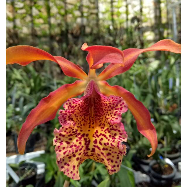 Cattleya Recharra Frances Fox