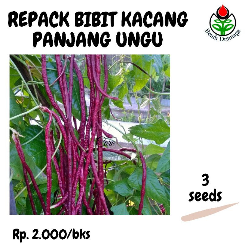 REPACK KACANG PANJANG UNGU
