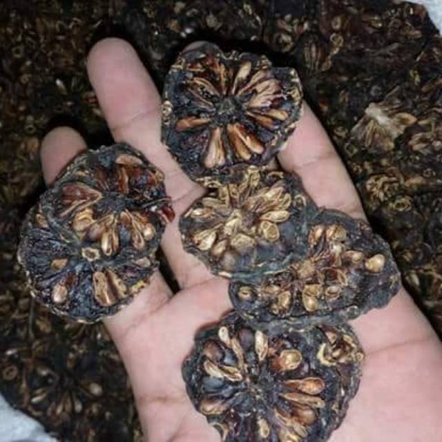 

Noni mengkudu 1kg. anti kanker dan kolesterol Kualitas Super