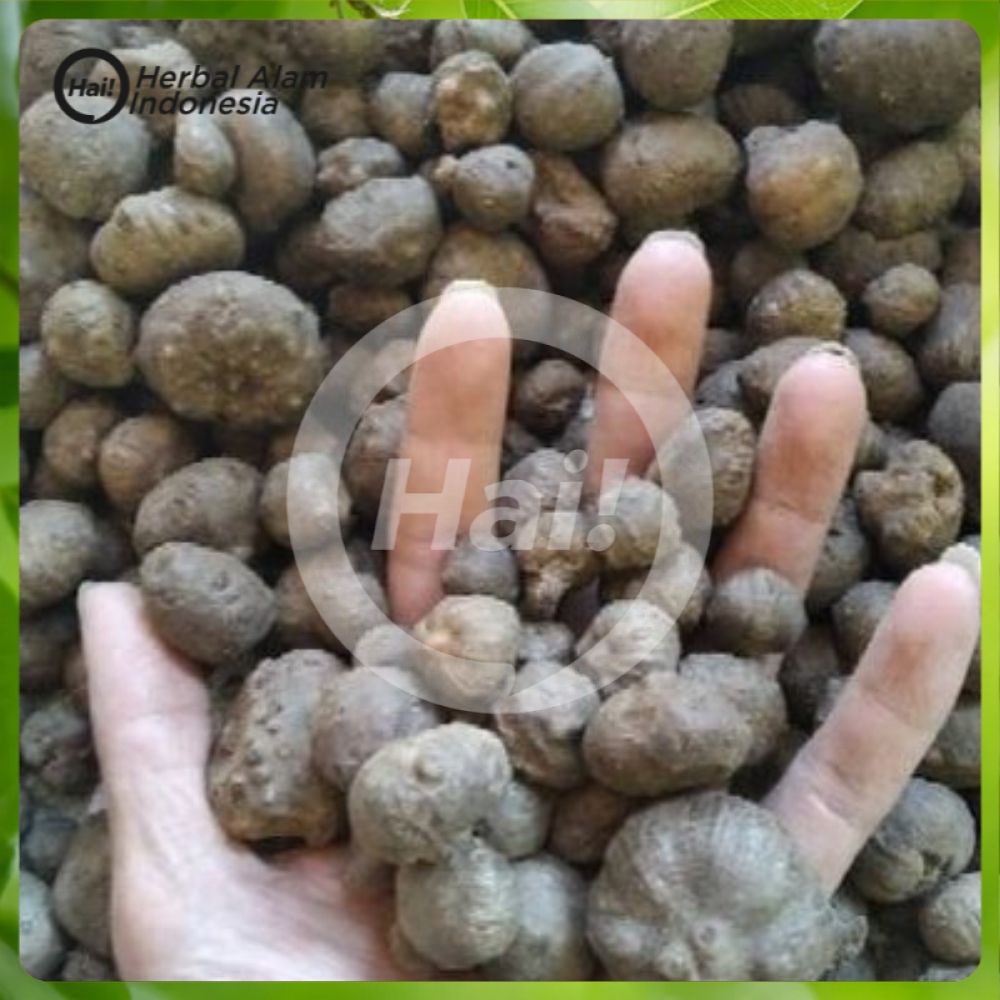 Bibit katak porang murah 500gram an dorman isi super banyak HAI STORE