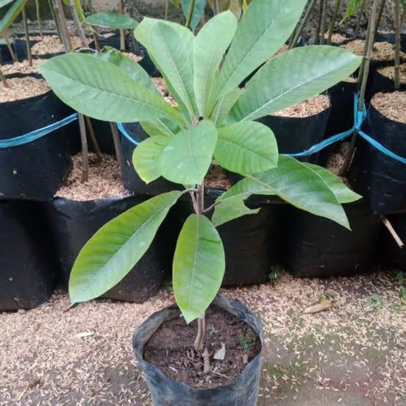 Bibit Mamey Sapote Lorito