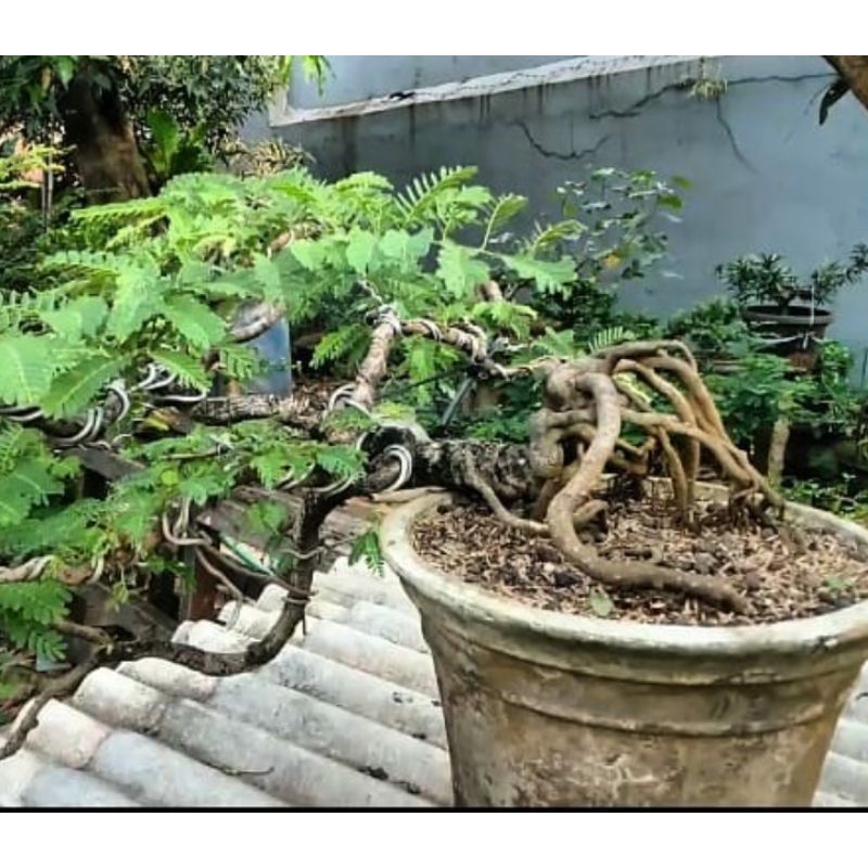 Bonsai Asem Pohon Asem