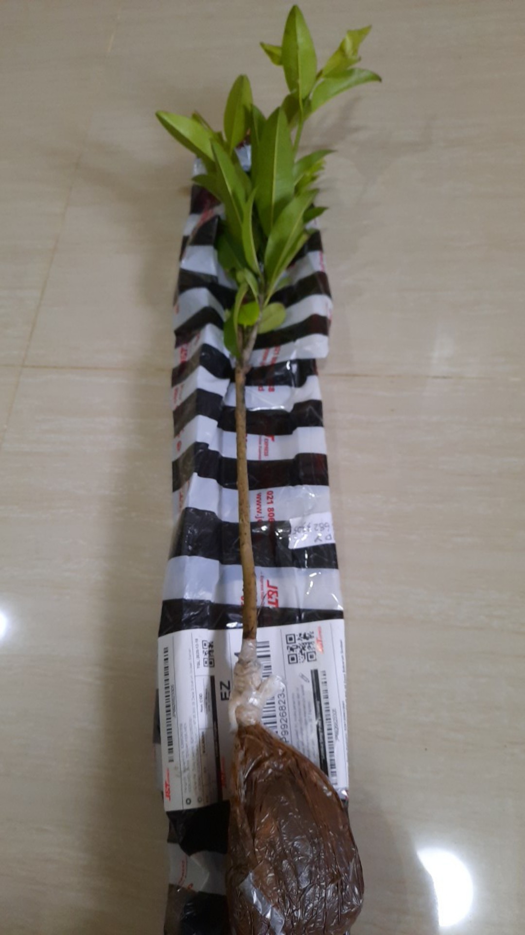 Bibit Sawo Jumbo  Berbunga