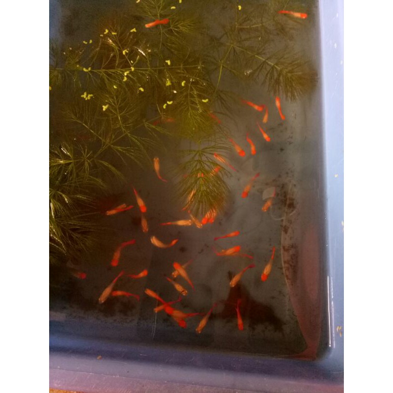 

IKAN HIAS GUPPY SS KOI GEN RED EAR