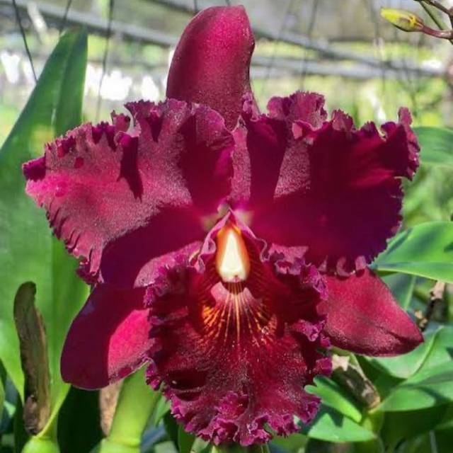 Anggrek Catleya Merah Tua  Dewasa