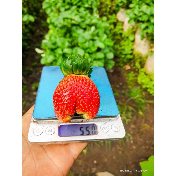 Bibit Strawberry Jumbo Bali