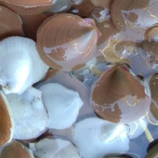 

Kerang Simping utuh