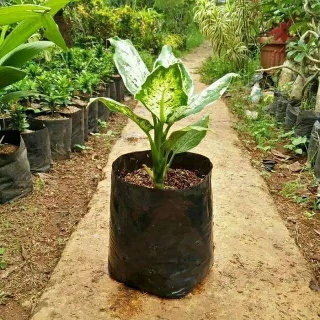 tanaman hias/pohon hias aglonema sparkel