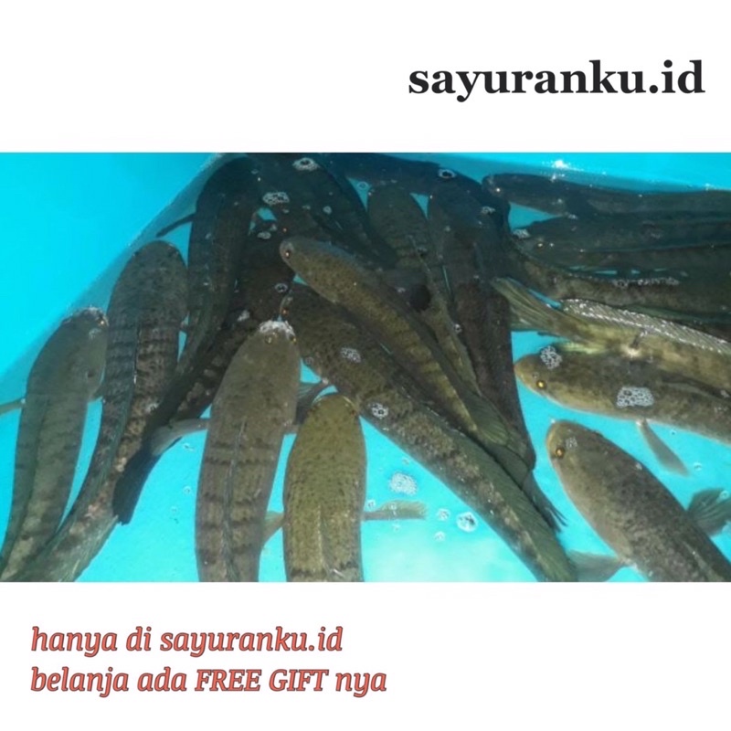 ikan gabus hidup ikan gabus segar ikan gabus pasca sesar 1 kg